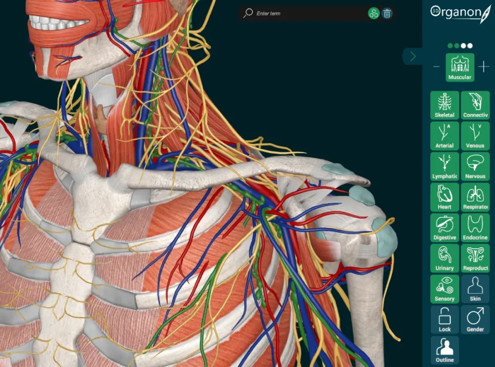 3D Organon XR – Immersives Anatomietraining (VR/AR/MR) / StellDirVor